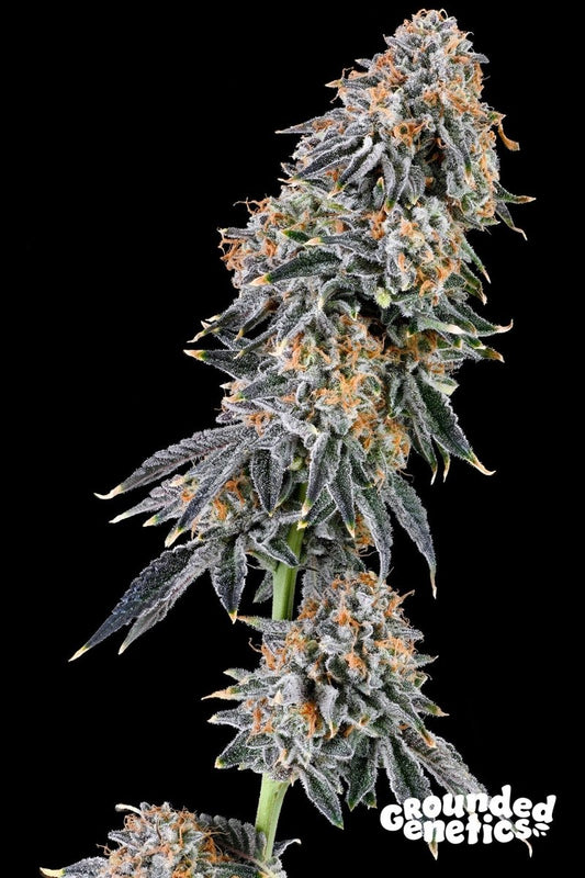 RAINBOW FUEL (GARY PAYTON X ZUNAMI) STRAIN - SeedySide