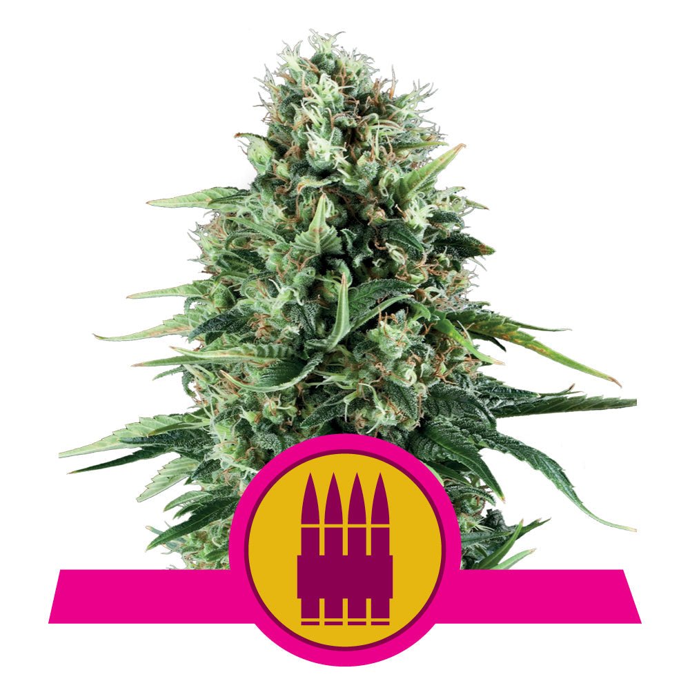 ROYAL AK STRAIN - SeedySide