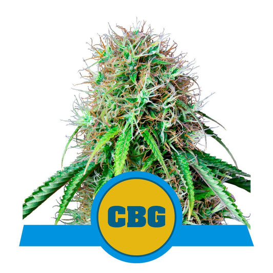 ROYAL CBG AUTO CBD STRAIN - SeedySide