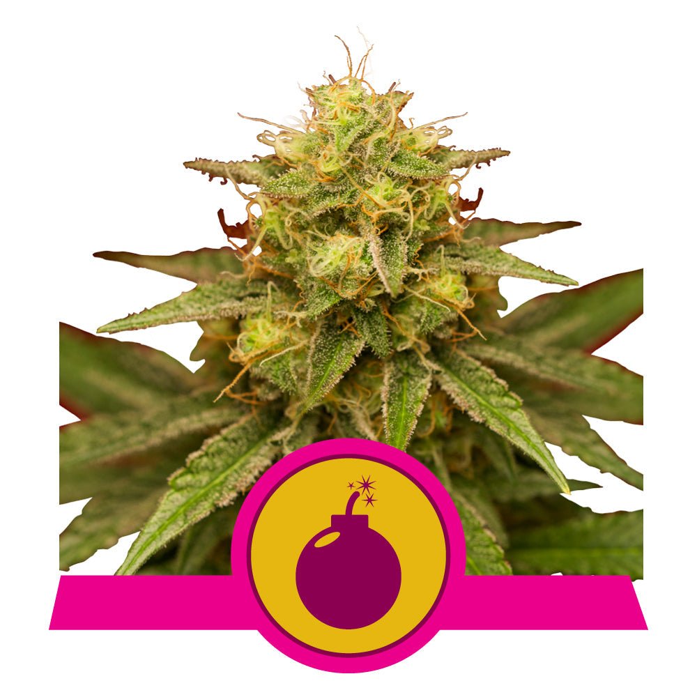 ROYAL DOMINA STRAIN - SeedySide