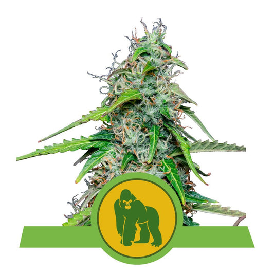 ROYAL GORILLA AUTO STRAIN - SeedySide