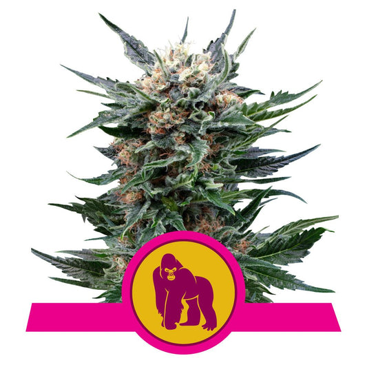 ROYAL GORILLA STRAIN - SeedySide