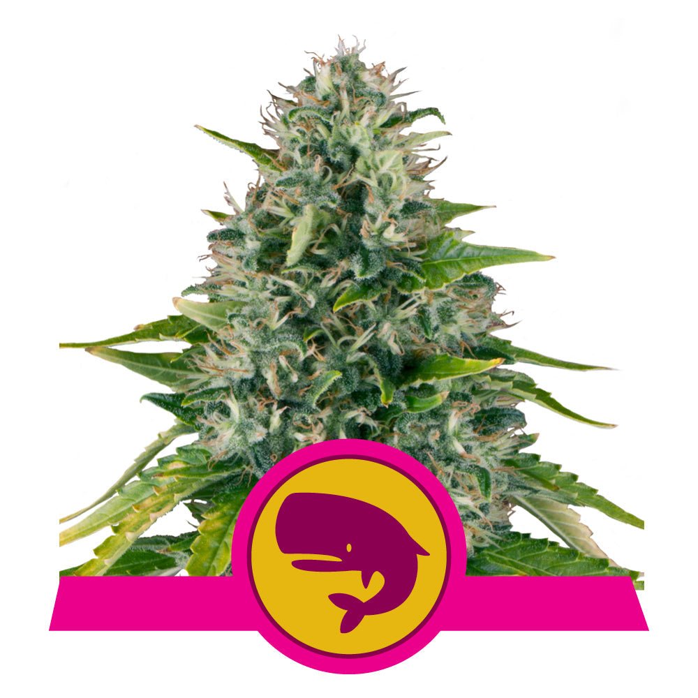 ROYAL MOBY STRAIN - SeedySide
