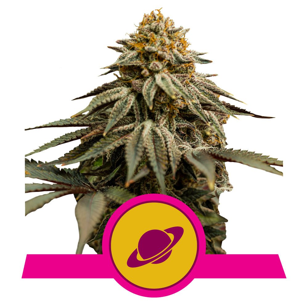 ROYAL SKYWALKER STRAIN - SeedySide