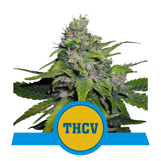 ROYAL THCV CBD STRAIN - SeedySide