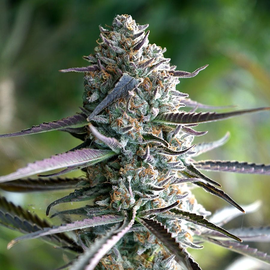 RUNTZ FASTFLOWERING STRAIN – SeedySide