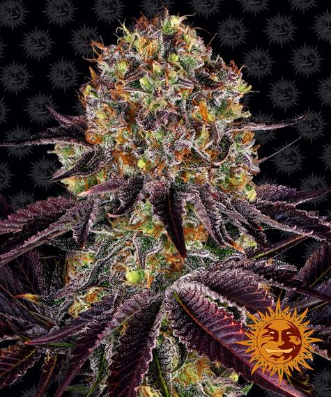 RUNTZ X LAYER CAKE STRAIN - SeedySide