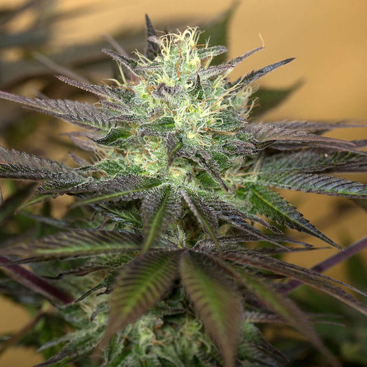 SAPPHIRE OG STRAIN - SeedySide