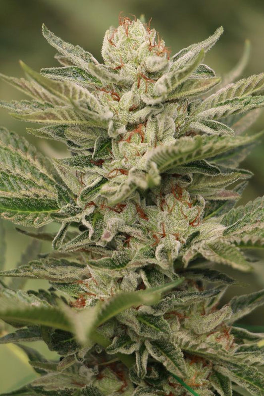 SAPPHIRE SCOUT STRAIN - SeedySide