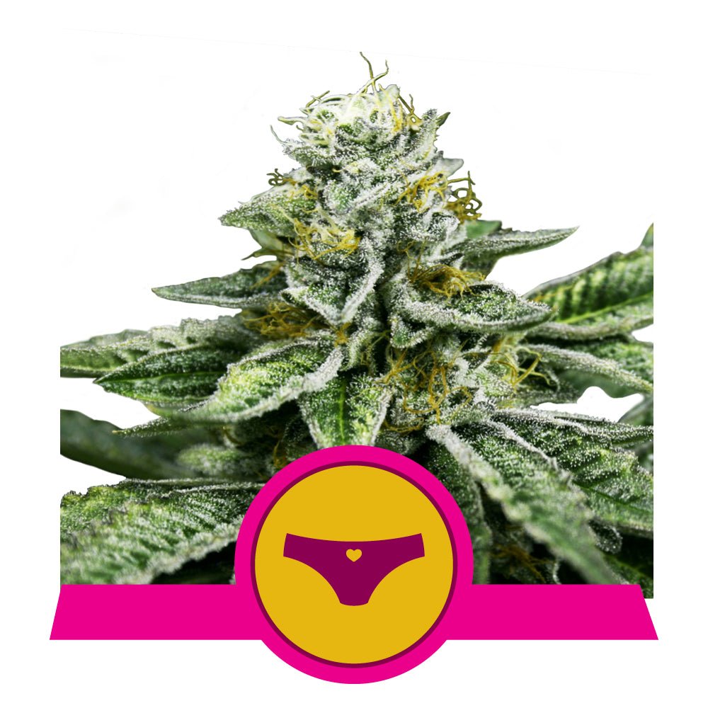 SHERBET QUEEN STRAIN - SeedySide