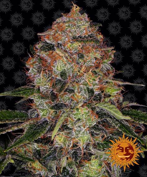 SHISKABERRY STRAIN - SeedySide