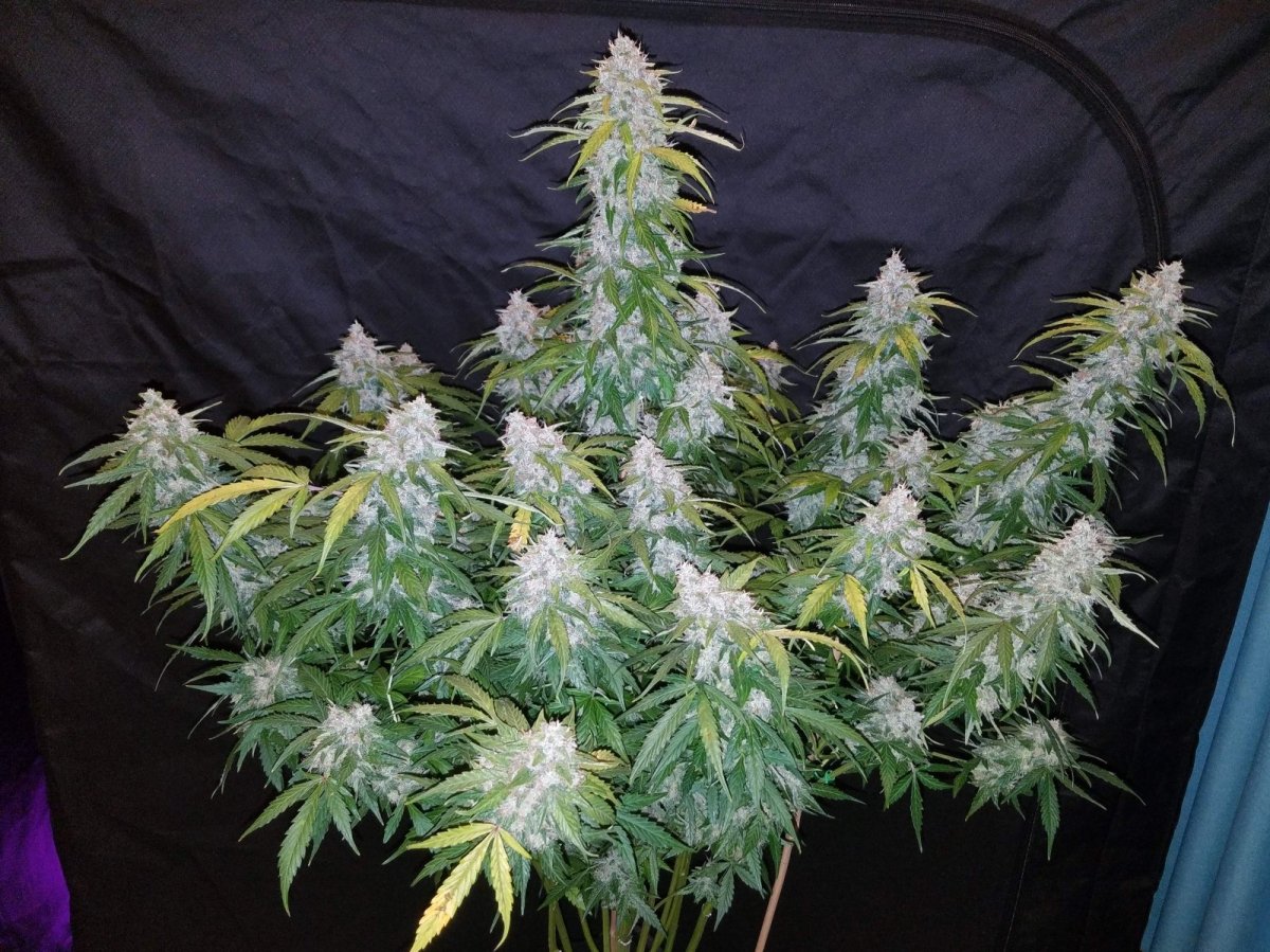 SIX SHOOTER AUTO STRAIN - SeedySide