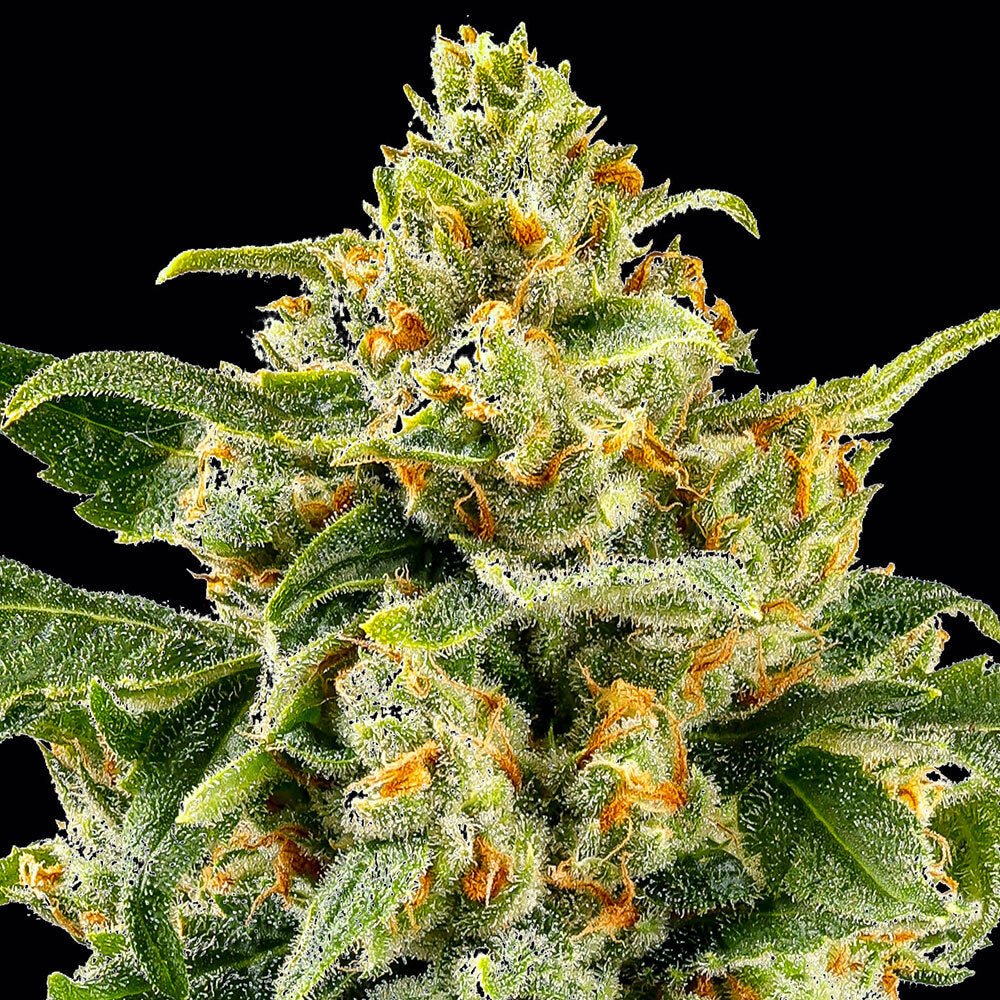 SKUNK 1 STRAIN - SeedySide