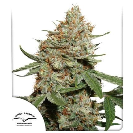 SKUNK 11 STRAIN - SeedySide