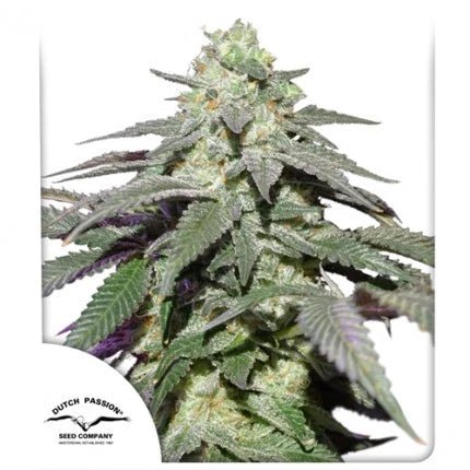 SKYWALKER HAZE AUTO STRAIN - SeedySide