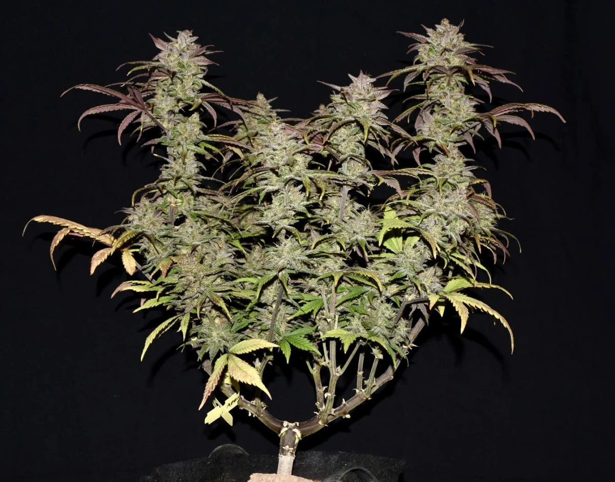 SMOOTHIE AUTO STRAIN - SeedySide