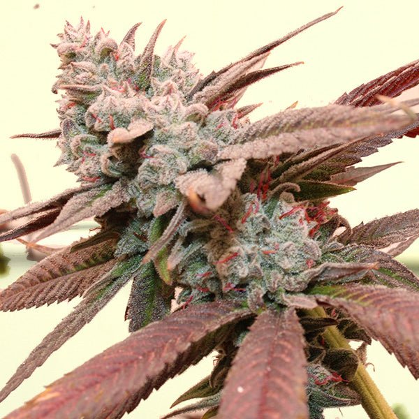 SO FRESA STRAIN - SeedySide