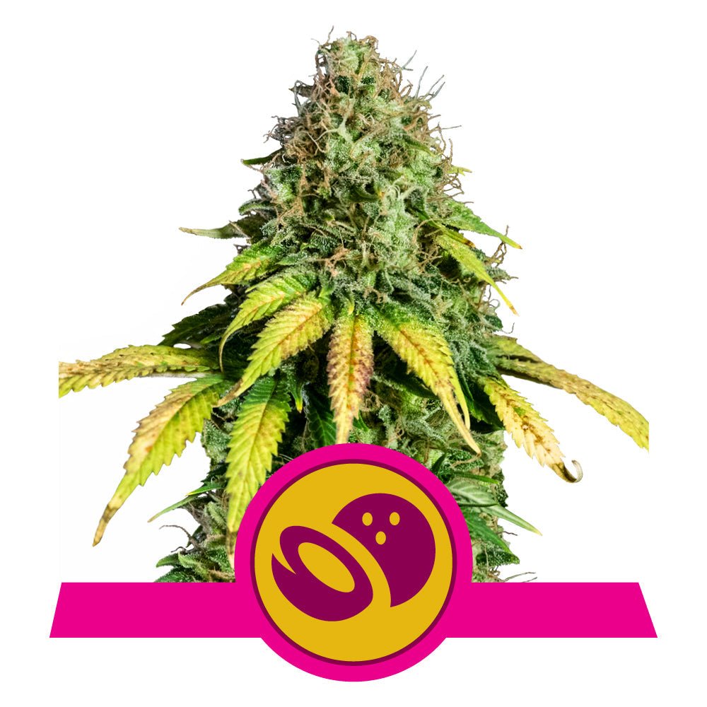 SOMANGO XL STRAIN - SeedySide