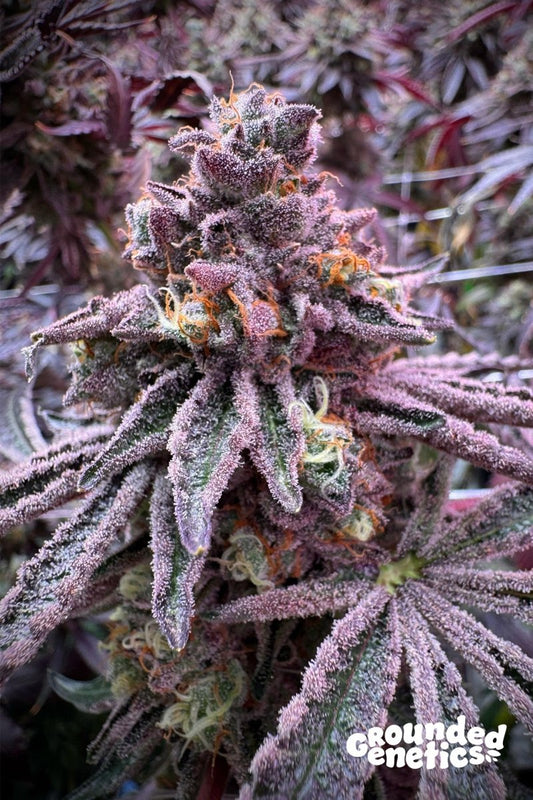 SOUR BLUCCI (SOUR D X RS11) X BLUCCI STRAIN - SeedySide