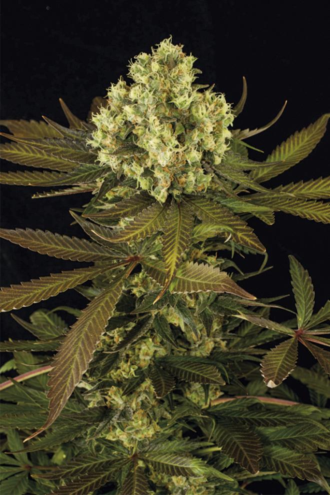 SOUR BLUEBERRY REGULAR STRAIN - SeedySide