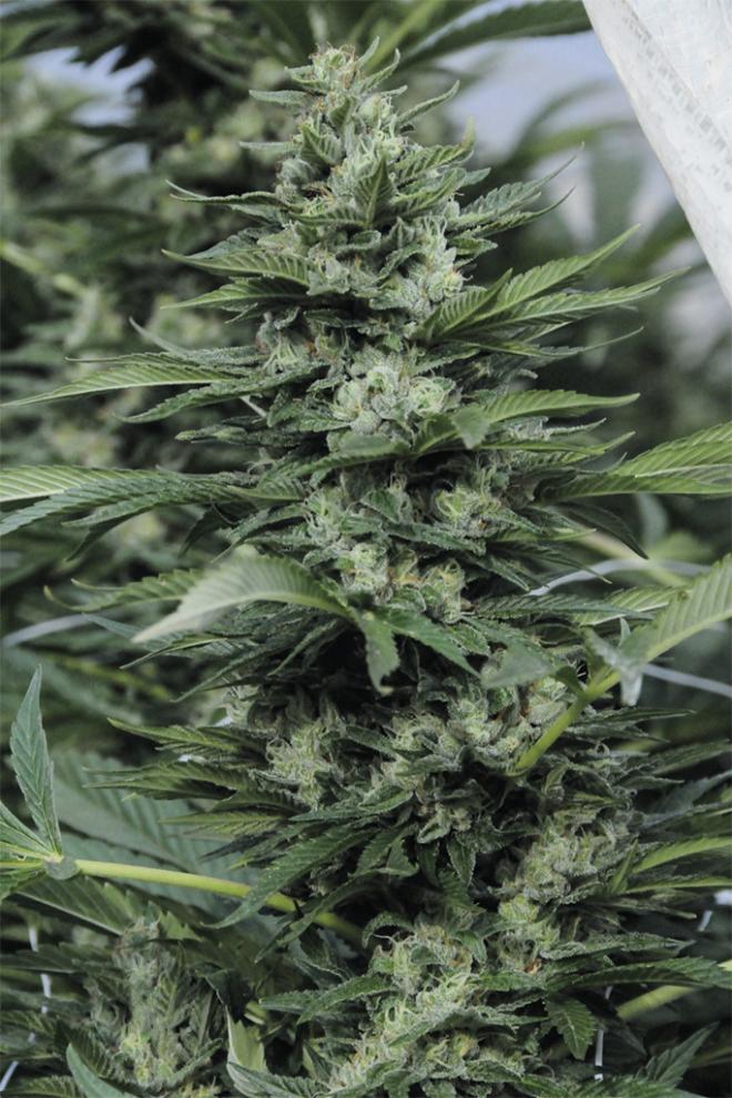 SOUR DIESEL 2 STRAIN - SeedySide