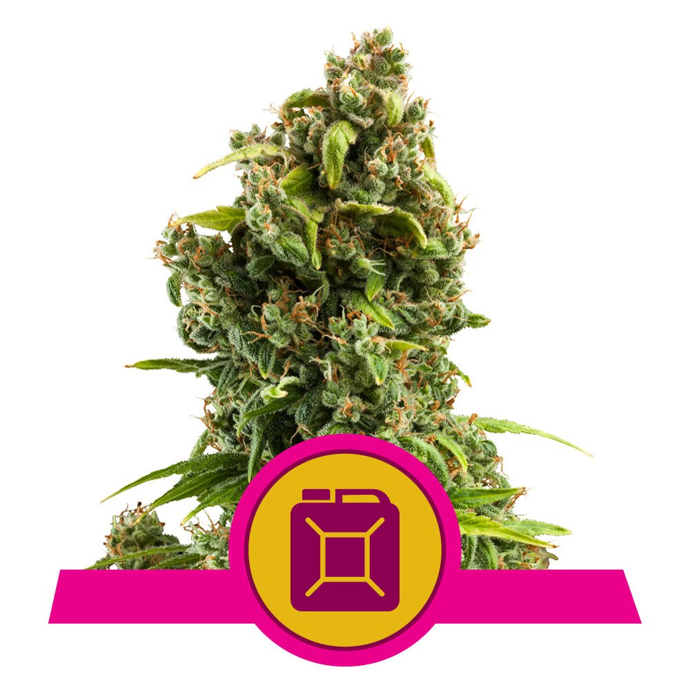 SOUR DIESEL STRAIN - SeedySide