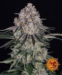 SOUR DIESEL STRAIN - SeedySide
