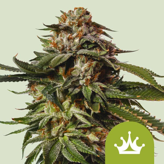 SPECIAL QUEEN 1 AUTO STRAIN - SeedySide