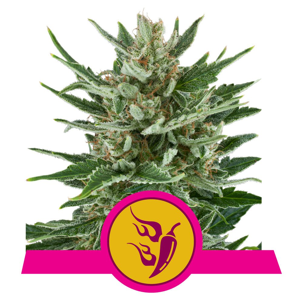 SPEEDY CHILE STRAIN - SeedySide