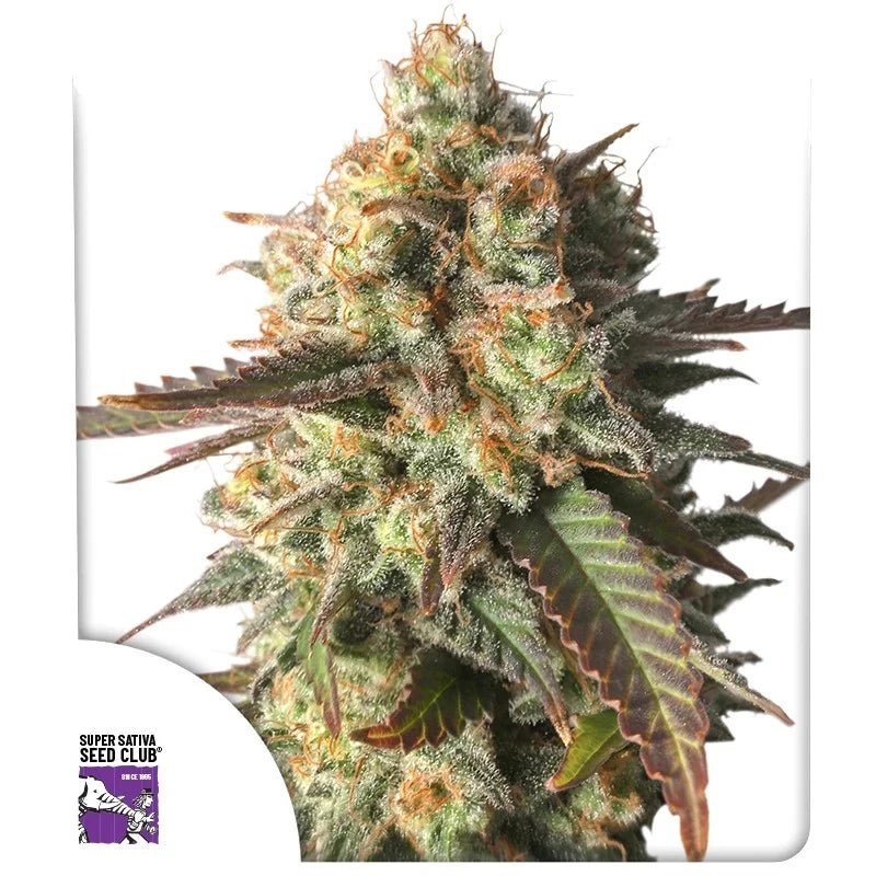 STRAWBERRY CHEMDAWG OG STRAIN - SeedySide