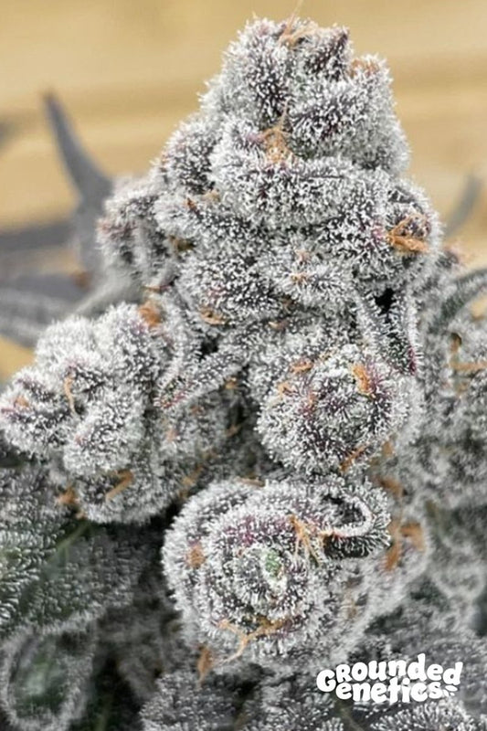 STRAWBERRY GUMMIES (STRAWBERRIES N' CREAM X PAPAYADAWG) - SeedySide