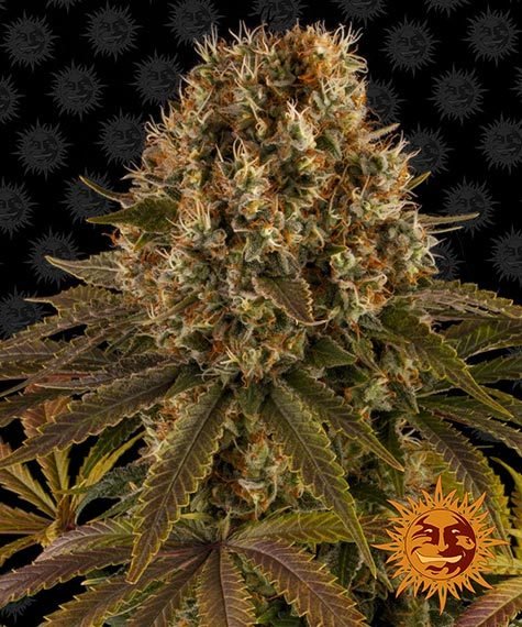 STRAWBERRY LEMONADE STRAIN - SeedySide