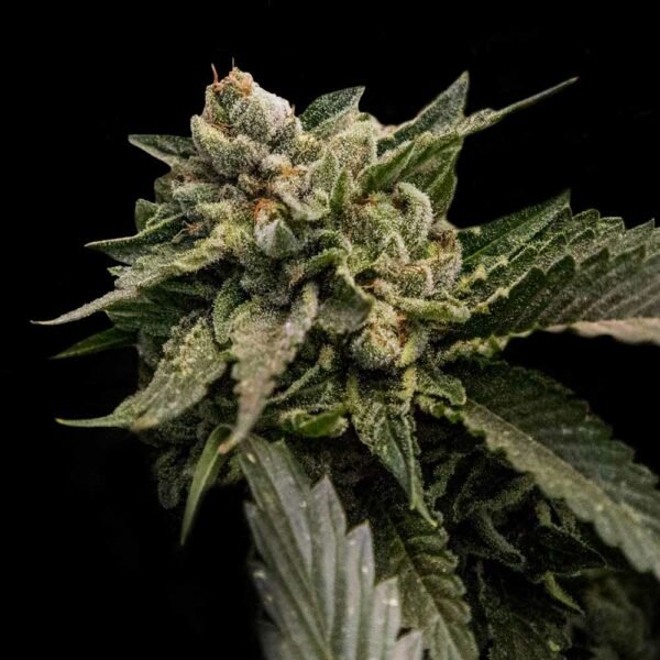 STRAWBERRY SORBET STRAIN - SeedySide