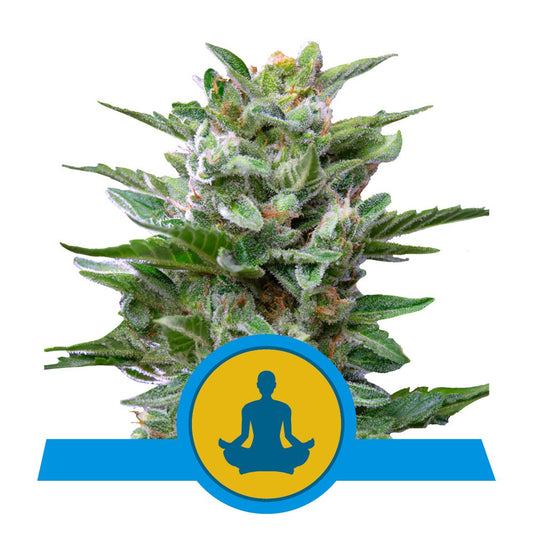 STRESS KILLER AUTO CBD STRAIN - SeedySide