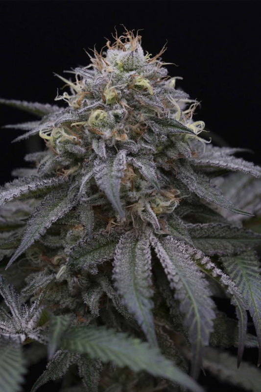 SUGAR BREATH STRAIN