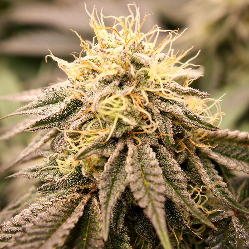 SUNDOGZ STRAIN - SeedySide