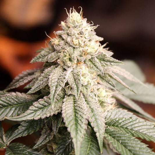 SUNSET BRIDE STRAIN - SeedySide