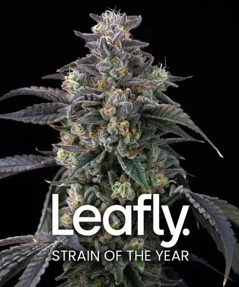 SUPER BOOF STRAIN - SeedySide