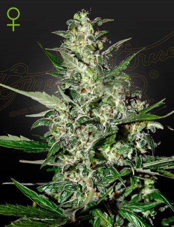 SUPER CRITICAL AUTO STRAIN - SeedySide