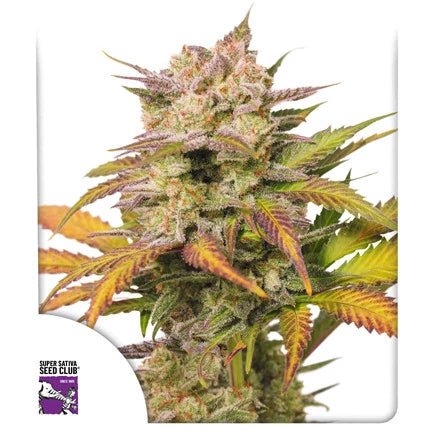 SWEET BOURBON KUSH AUTO STRAIN - SeedySide