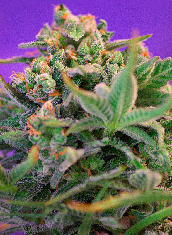 SWEET CHEESE F1 FAST VERSION STRAIN