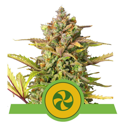 SWEET ZZ AUTO STRAIN - SeedySide