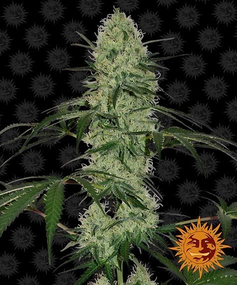 TANGERINE DREAM AUTO STRAIN - SeedySide