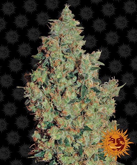 TANGERINE DREAM STRAIN