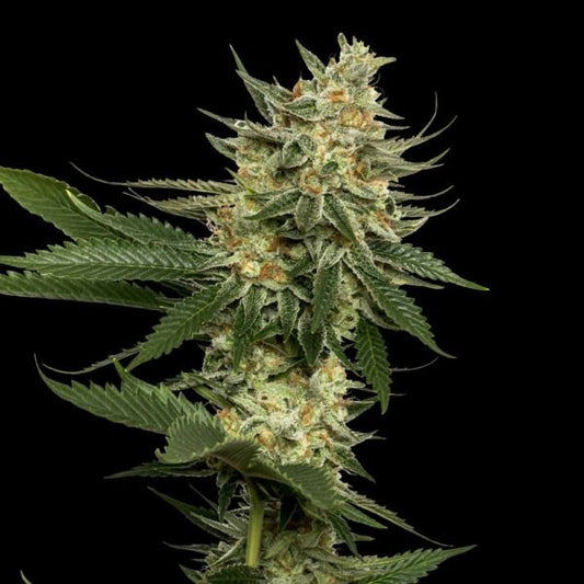 TANGIE STRAIN - SeedySide