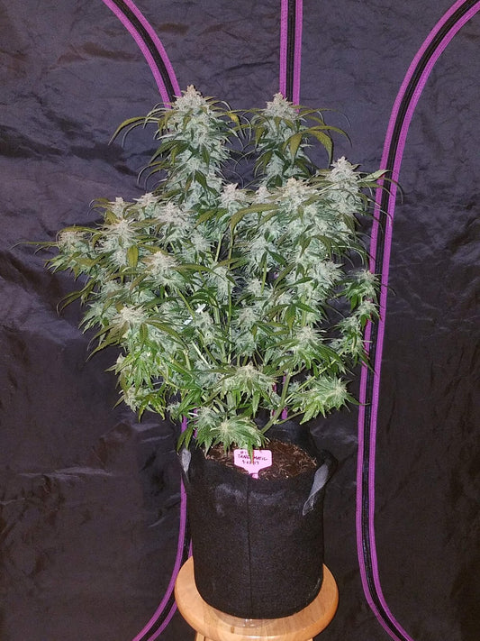 TANGIE MATIC AUTO STRAIN