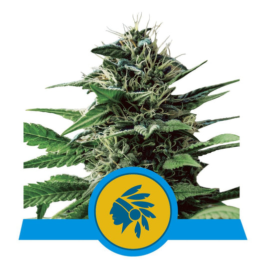 TATANKA PURE CBD STRAIN - SeedySide
