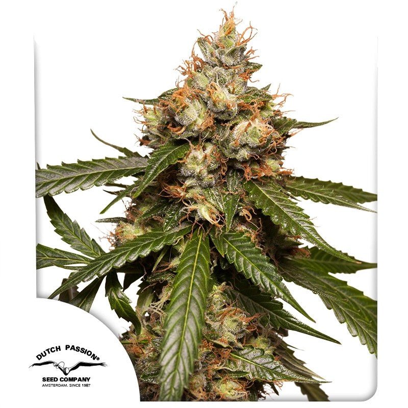 THC VICTORY AUTO STRAIN - SeedySide