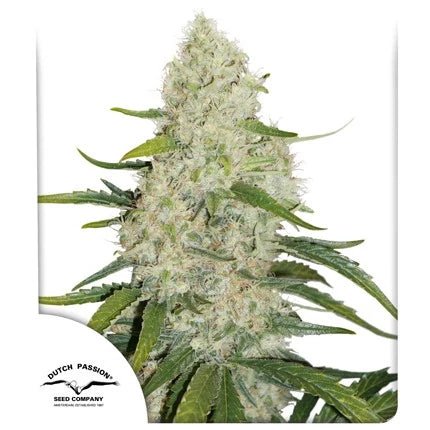 THINK BIG AUTO STRAIN - SeedySide