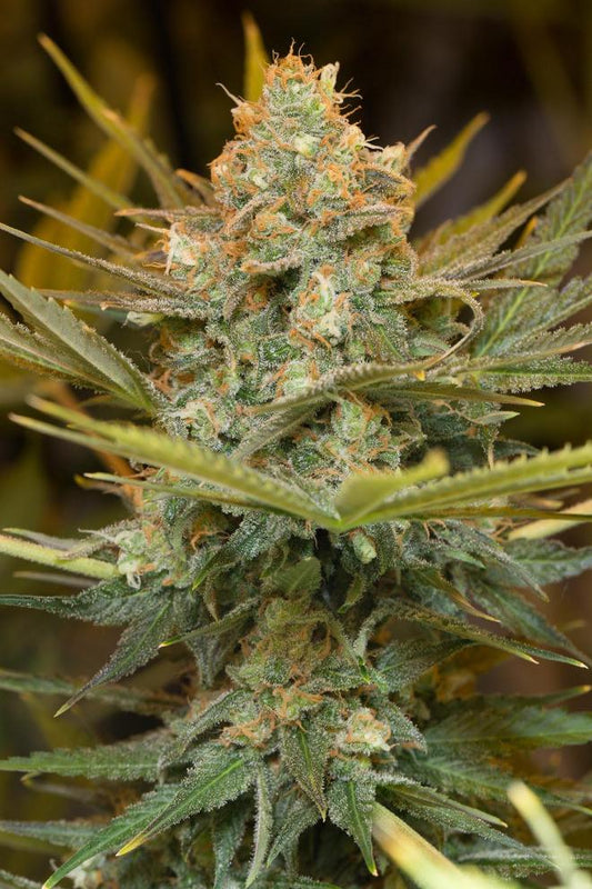 THREE BLUE KINGS STRAIN - SeedySide